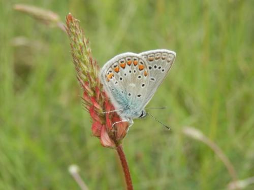 Polyommatus sp.