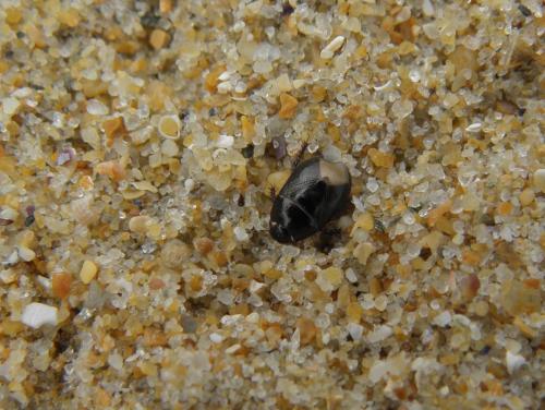 Byrsinus flavicornis