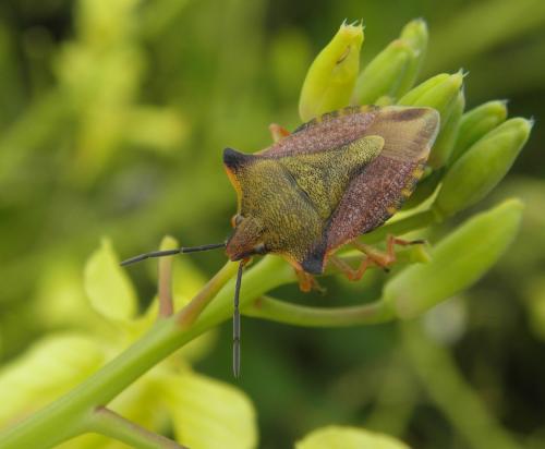 Carpocoris mediterraneus atlanticus