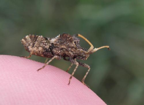 Centrocoris variegatus