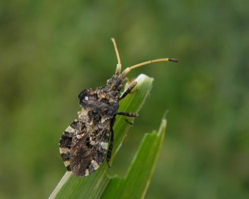 Réf. 101 993 : Centrocoris variegatus