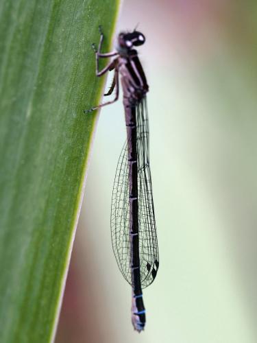 Coenagrion puella