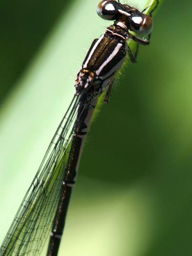 Coenagrion puella