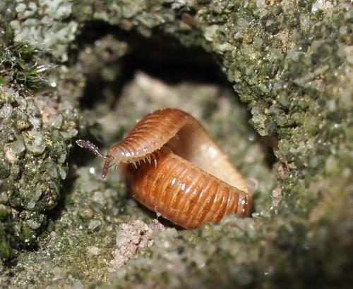 Polyzonium germanicum