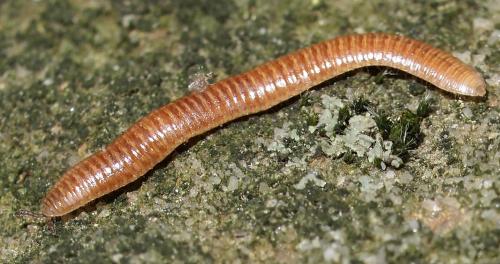 Polyzonium germanicum