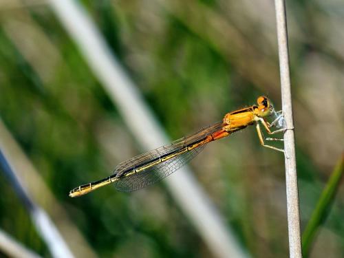 Ischnura pumilio