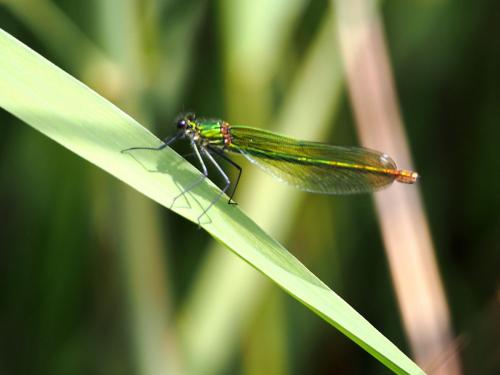 Calopteryx xanthostoma