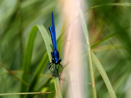 Calopteryx virgo