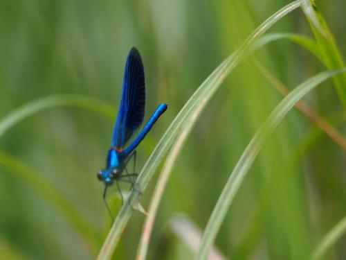Calopteryx virgo
