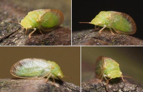 Réf. 101 932 : Rhinocola aceris
