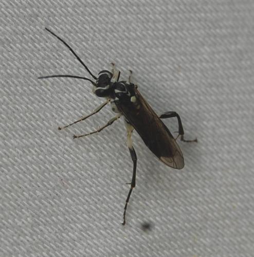 Pachyprotasis sp.