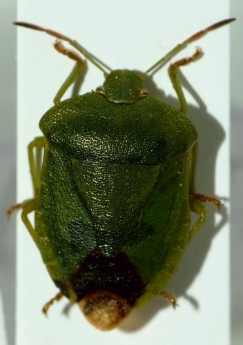Réf. 101 981 : Palomena viridissima