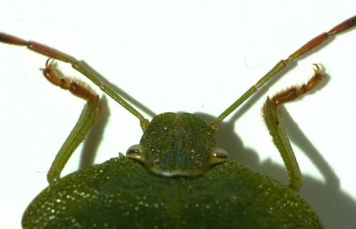 Réf. 101 982 : Palomena viridissima