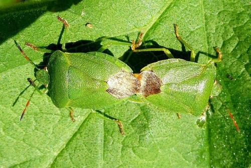 Palomena viridissima