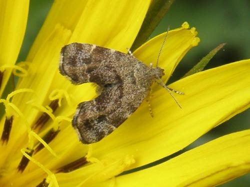 Anthophila fabriciana