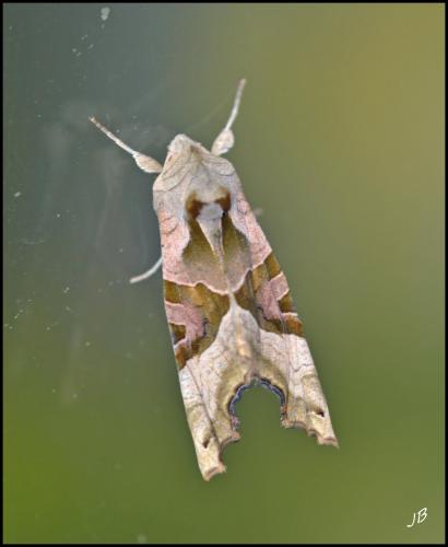 Phlogophora meticulosa