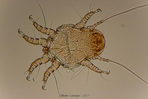Réf. 101 829 : Chaetodactylus osmiae