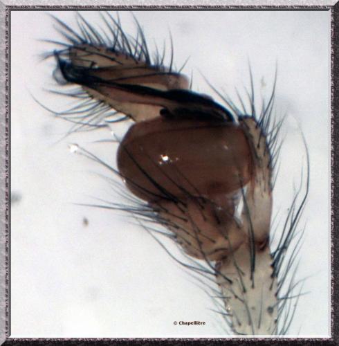 Réf. 101 755 : Tetragnatha extensa
