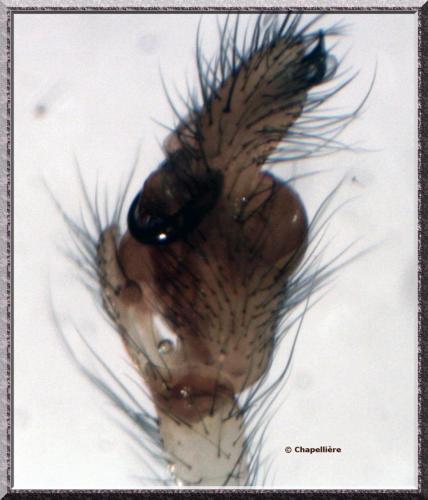 Réf. 101 756 : Tetragnatha extensa