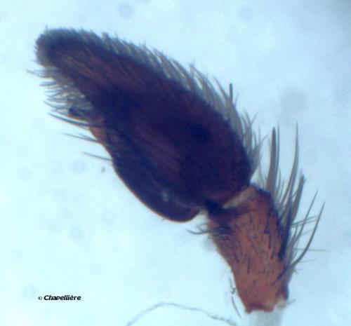 Réf. 101 301 : Scotophaeus blackwalli