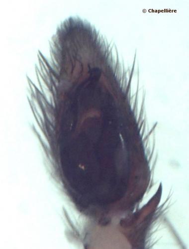 Réf. 101 207 : Scotophaeus blackwalli
