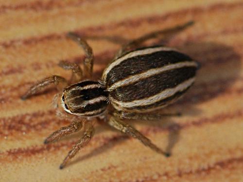 Phlegra bresnieri
