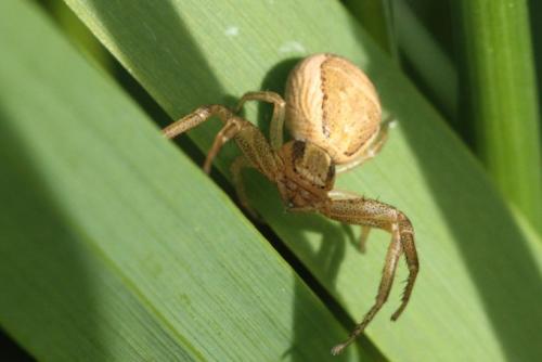 Réf. 101 035 : Xysticus ulmi