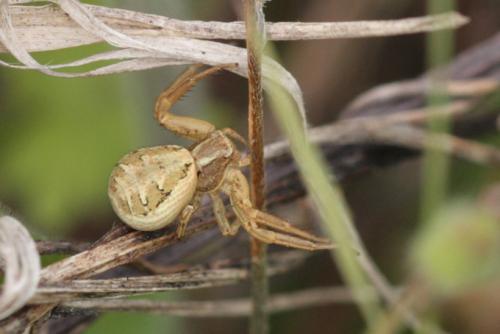 Xysticus sp.