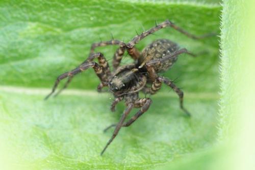 Pardosa sp.