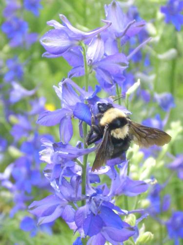 Réf. 101 029 : Bombus argillaceus