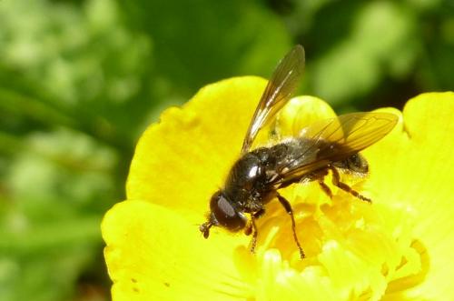 Pipiza austriaca