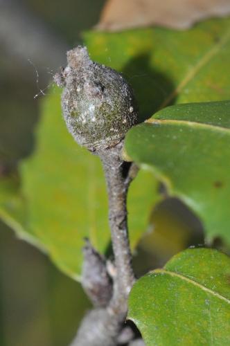 Plagiotrochus sp.