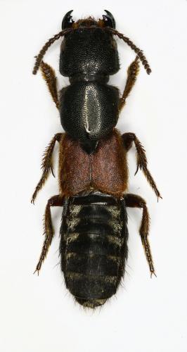 Réf. 101 493 : Platydracus sp.
