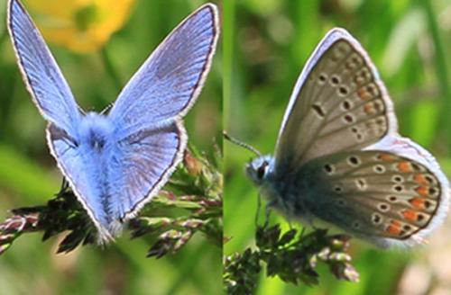 Réf. 101 697 : Polyommatus thersites