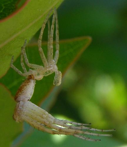 Philodromus dispar