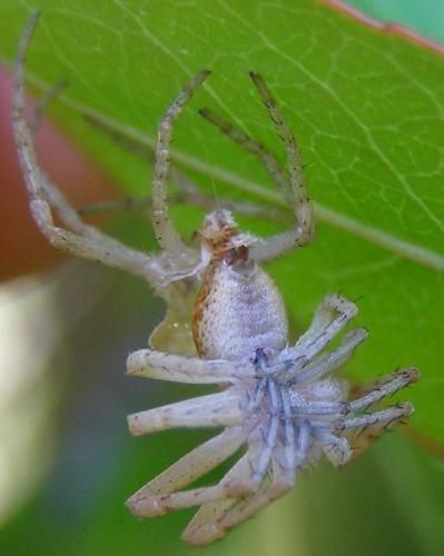 Réf. 101 691 : Philodromus dispar