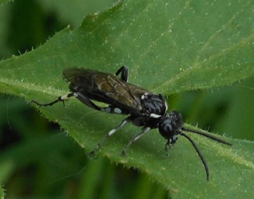 Réf. 101 079 : Macrophya albicincta