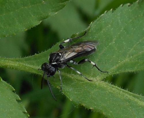 Réf. 101 081 : Macrophya albicincta