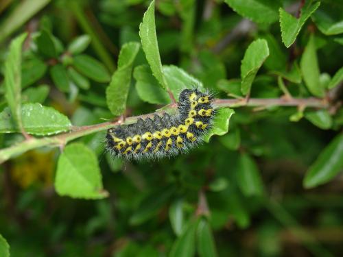 Réf. 101 515 : Saturnia pavonia