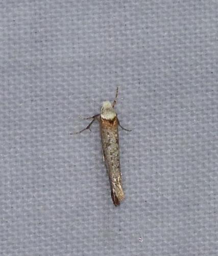 Réf. 101 391 : Pseudoswammerdamia combinella