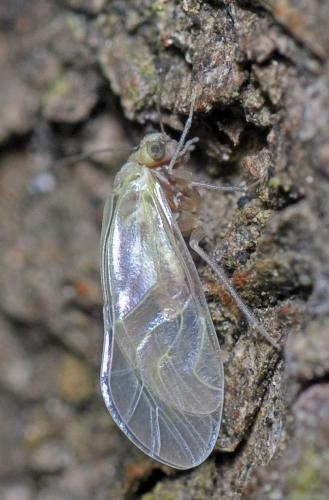 Loensia sp.