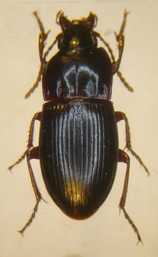 Réf. 101 290 : Pterostichus amaroides