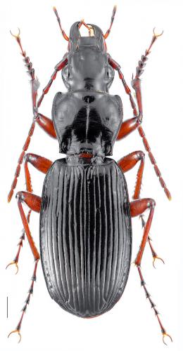 Pterostichus hagenbachii