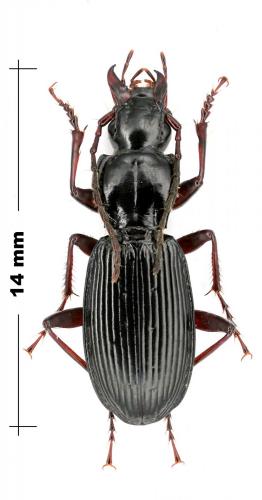 Pterostichus hagenbachii