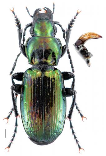 Pterostichus selmanni prevostii