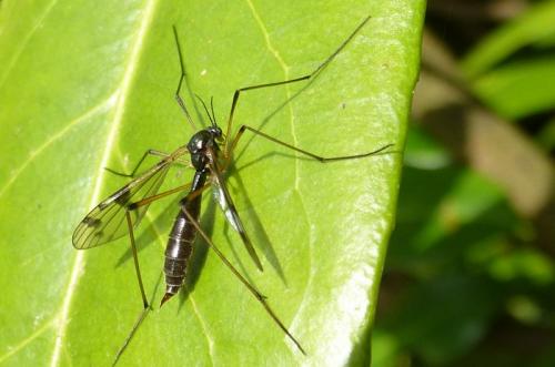 Ptychoptera paludosa