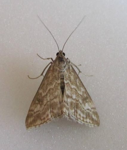 Evergestis frumentalis