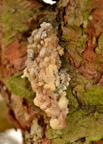 Dioryctria sylvestrella