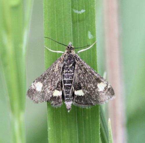 Réf. 101 287 : Pyrausta aurata