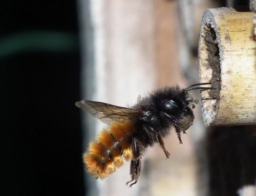 Osmia cornuta